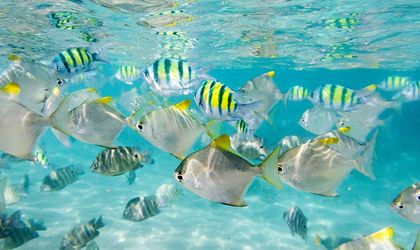 Unterwasserwelt Indischer Ozean
