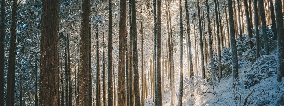 Eine Reihe von Bäumen in einem Wald mit Sonnenstrahlen, die durch die Äste scheinen.