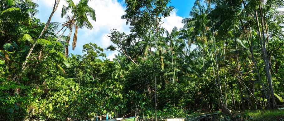 Ein kleines Boot fährt auf dem Amazonas durch den dichten Regenwald, mit üppiger grüner Vegetation und hohen Bäumen an beiden Ufern.