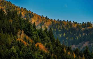 Eine Landschaft mit Bäumen in Herbstfarben und einem See.