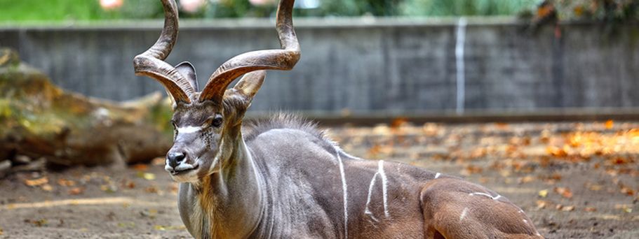 Serengeti Park