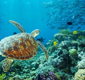 Die bunte Unterwasserwelt vom Great Barrier Reef
