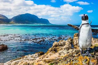 Pinguin in Südafrika