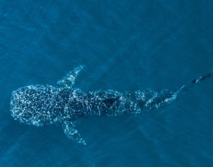 Walhai im Meer in Australien