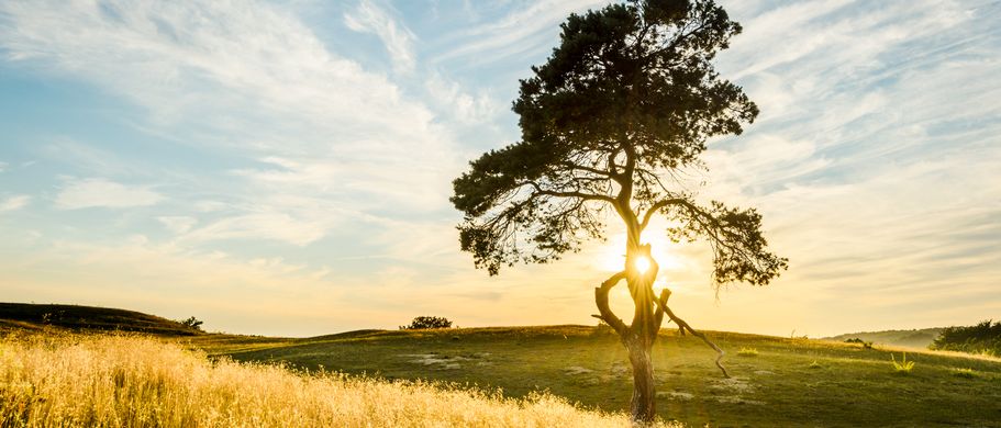 Felder, Wiesen, Wälder wechseln sich in Skåne ab