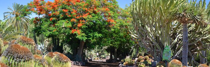 Weg durch den Botanischen Garten. Blumen, Bäume und Kakteen.