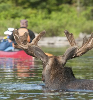 Elch im Wasser im Hintergrund ein Kanufahrer im Algonquin Provincial Park