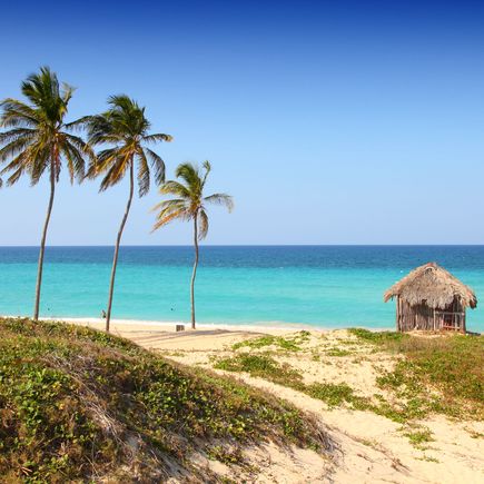 Ein Strand mit Palmen und kleinen Strandhäusern.