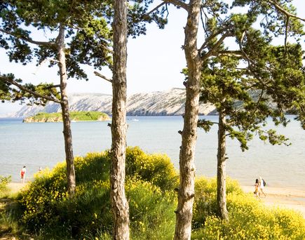 Kroatien Strand Urlaub Istrien Bäume am Strand von Rajska Plaza Rab