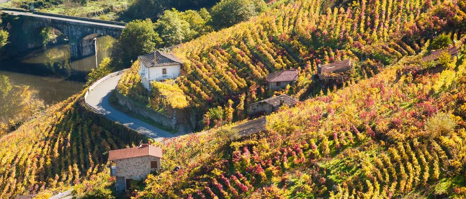 Weinrebenlandschaft in Galicien