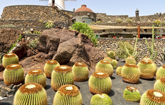 Lanzarote Kakteen