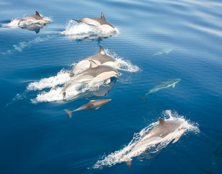 Eine Luftaufnahme von weißen Vögeln, die auf dem blauen Wasser schwimmen.
