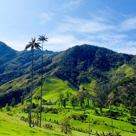 Das Valle de Cocora in Kolumbien, bekannt für seine riesigen Wachspalmen, die majestätisch in einer grünen, nebelverhangenen Berglandschaft emporragen.