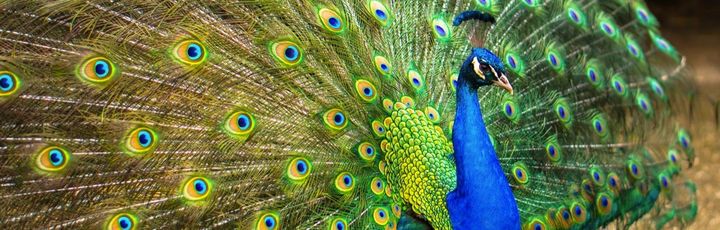 Ein Pfau mit geöffnetem Schwanz.