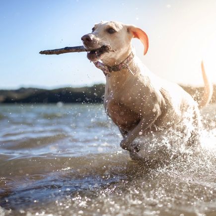 Hund mit Stock im Wasser