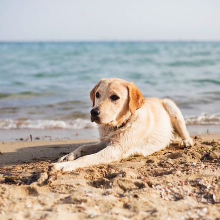 Hund am Strand