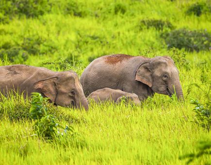 Wilde Elefanten streifen durch das üppige Grün des Khao-Yai-Nationalparks