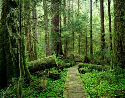 Ein Wanderweg in einem Grünen Wald