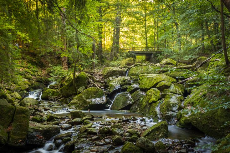 Grüner Wald mit schönem Fluss und Brücke in der Harzregion in der Nähe von Ilsenburg