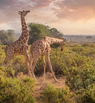 Giraffen