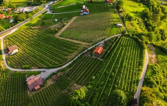 Eine hügelige Landschaft mit Weinbergen.