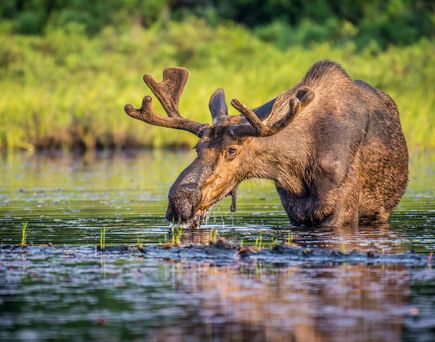 Elch in Kanada grast auf einer grünen Wiese
