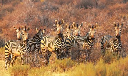mehrere Zebras in afrikanischer Umgebung