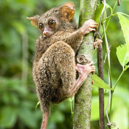 Koboldmakis im Dschungel von Sulawesi