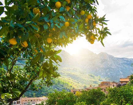 Mallorca Orangenbaum