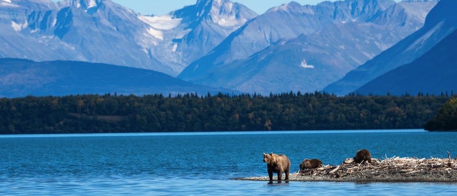 Alaska Bären
