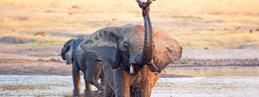 Elephant Afrika