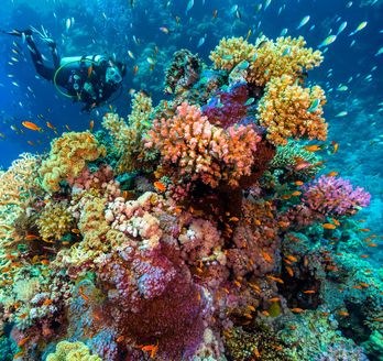 Ein Taucher erkundet ein lebhaftes, farbenprächtiges Korallenriff, das von einer Vielzahl von Fischen im tiefblauen Meer umgeben ist.