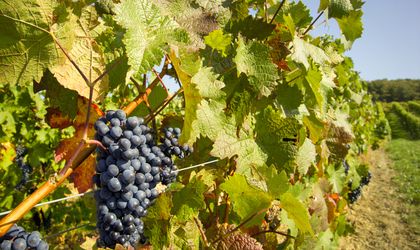 Wanderurlaub und Weinrouten Urlaub Deutschland Weinreben