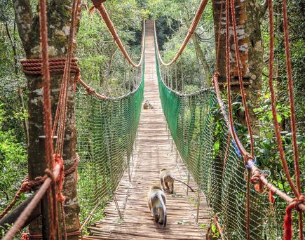 Über schwankende Hängebrücken im Dschungel um Plettenberg Bay