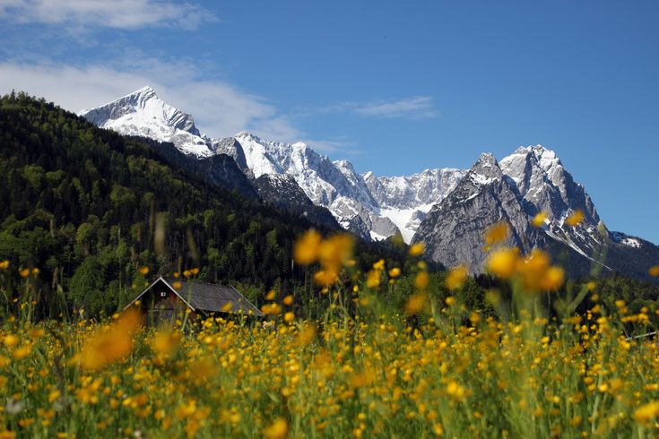 Blumenwiese mit Hütte und Schnee bedeckten Bergen in Österreich 