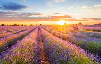 Provence Urlaub Ferienhaus Ferienwohnung Lavendelfeld