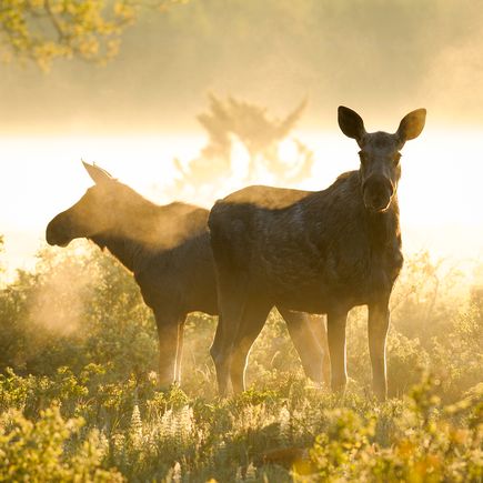 Wilde Elche in der Morgendämmerung