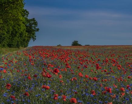 Feld mit Mohn- und Kornblumen