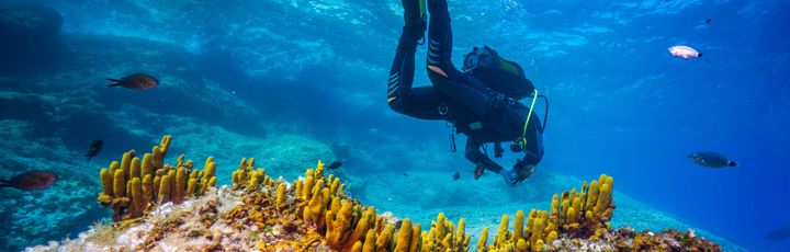 Ein Taucher schwimmt über einem Korallenriff.