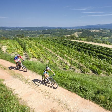 Camping Istrien Kroatien Urlaub Reisen Radfahrer auf Pfad neben Weinreben