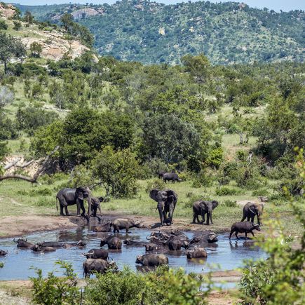 Glamping Afrika Reise Urlaub Elefanten in einem Wasserloch in Südafrika