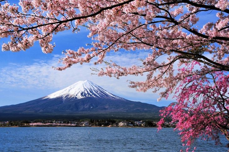 Schneebedeckter Fuji vor Kirschblüten und See – Der majestätische Fuji thront eindrucksvoll über einem See, eingerahmt von zartrosa Kirschblüten.