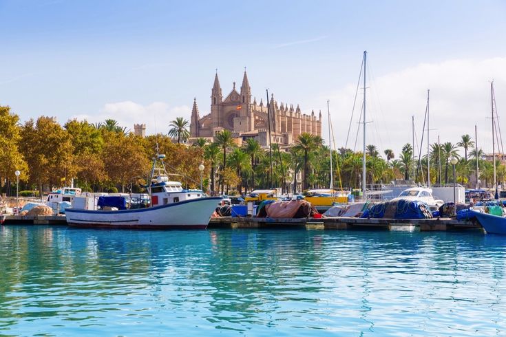 Halfen Palme de Mallorca 