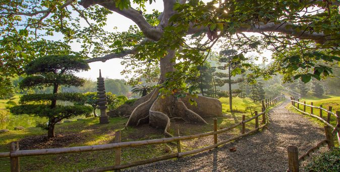 Ein Baum mit großen Wurzeln in einem botanischen Garten.