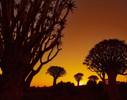Bäume im  Sonnenuntergang in NAmibua