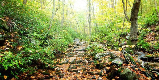 Indian Summer Wald im Regen