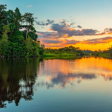 Amazonas Regenwald