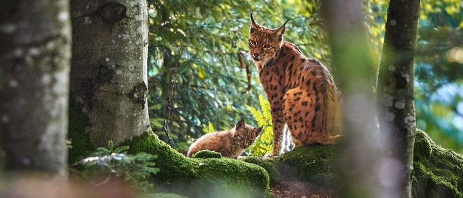 Luchsmutter mit Baby im Nationalpark Bayerischer Wald