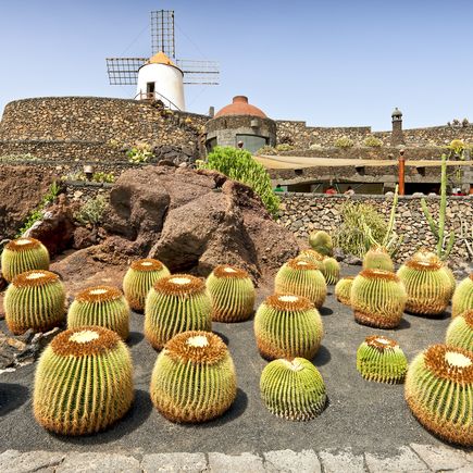 Beliebte Sehenswürdigkeit im Urlaub auf Lanzarote: der Jardin de Cactus