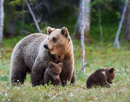 Bären im Bannff NAtionalpark mit 2 Jungen